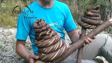 Веревка / канат из елки  wooden rope primitive technology
