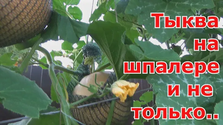 Выращивание тыквы на шпалере и на компостной куче - что лучше. Вертикальные опоры для тыквы.